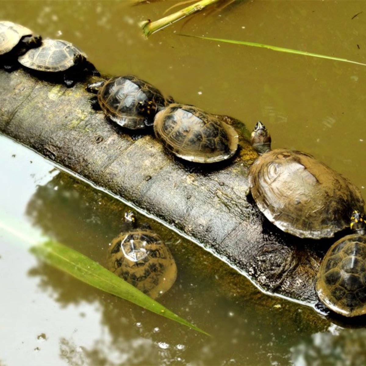 Foto de Ahuano - Isla Anaconda