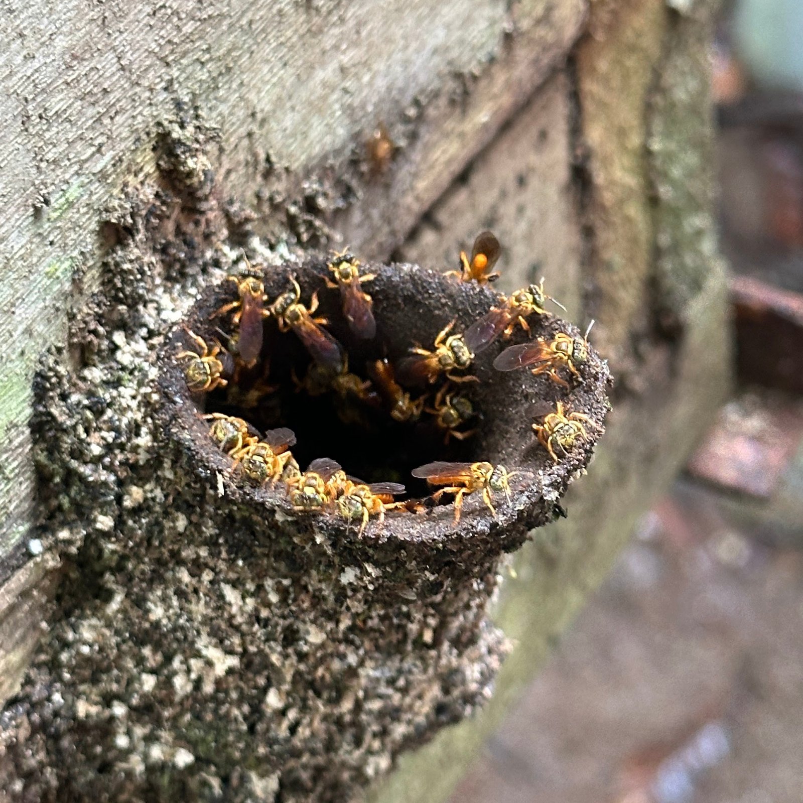 Amazon Honey Experience photo