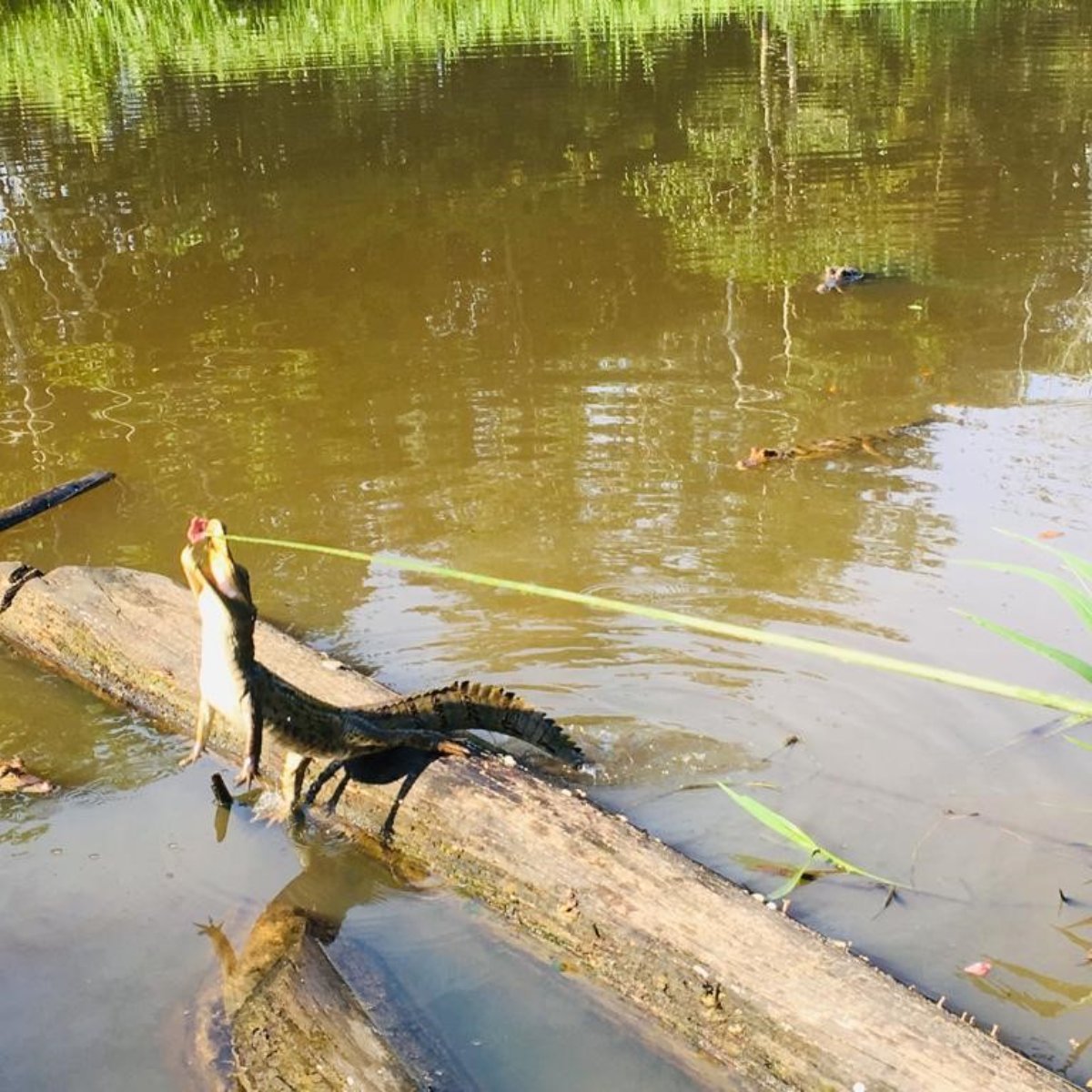 Foto de Ahuano - Isla Anaconda