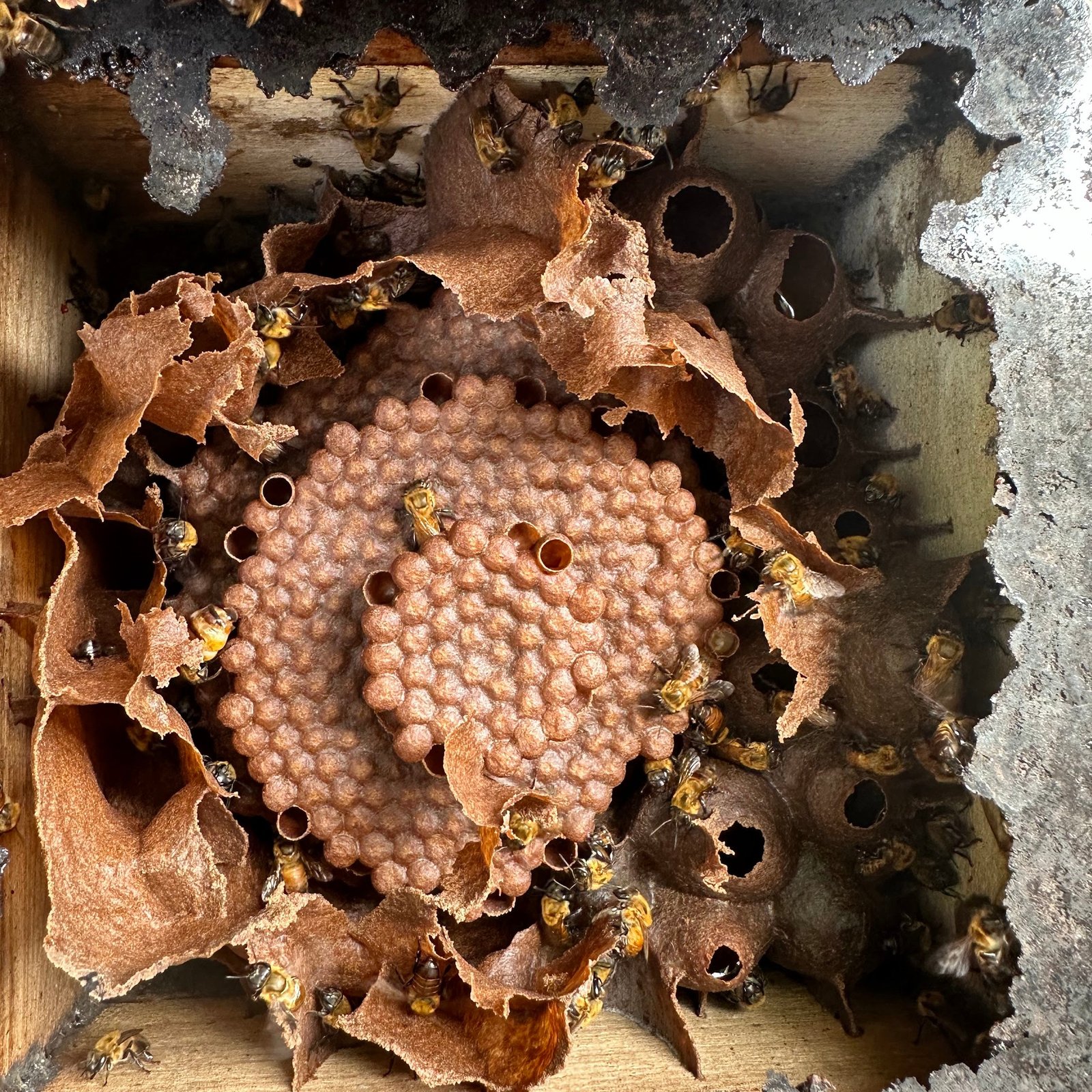 Amazon Honey Experience photo