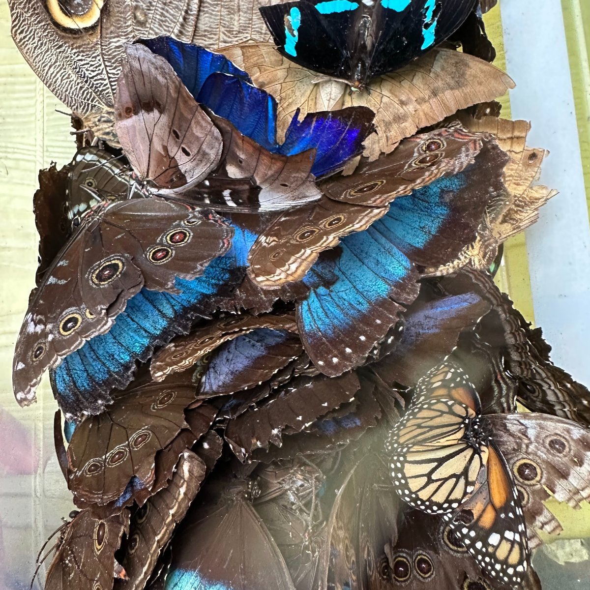 Butterfly Trail photo