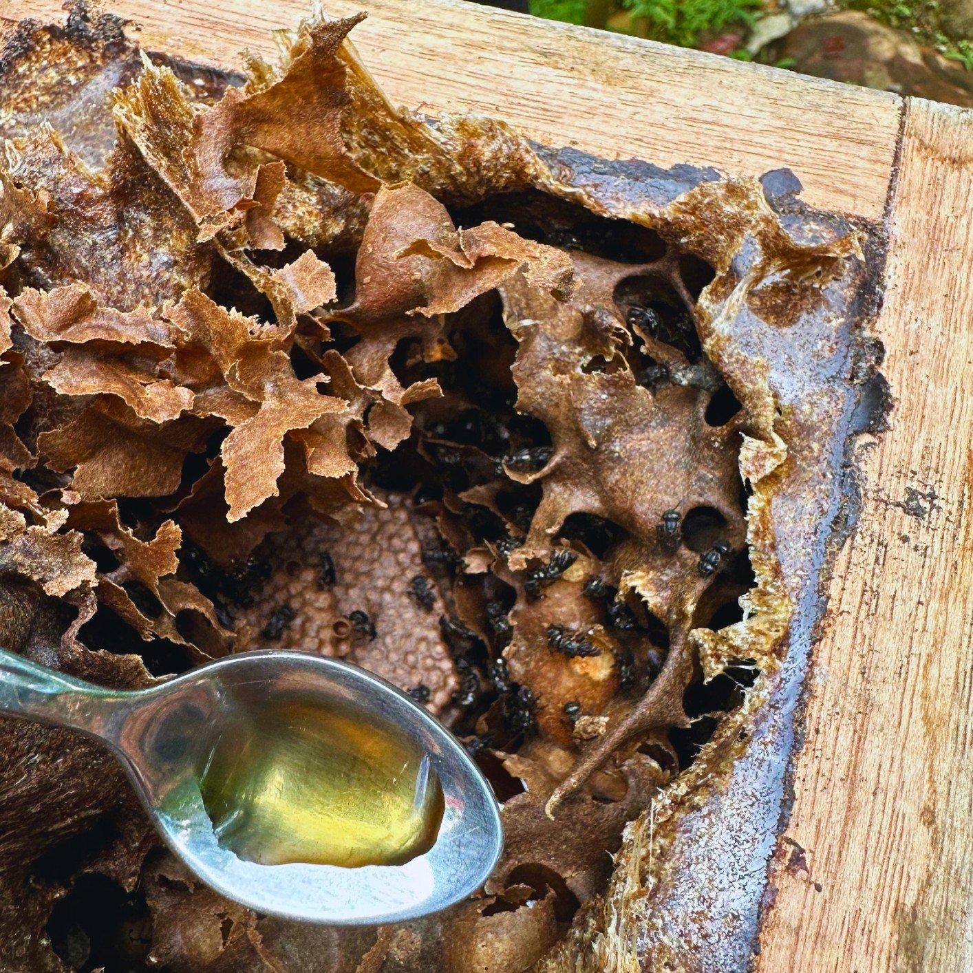 Amazon Honey Experience photo