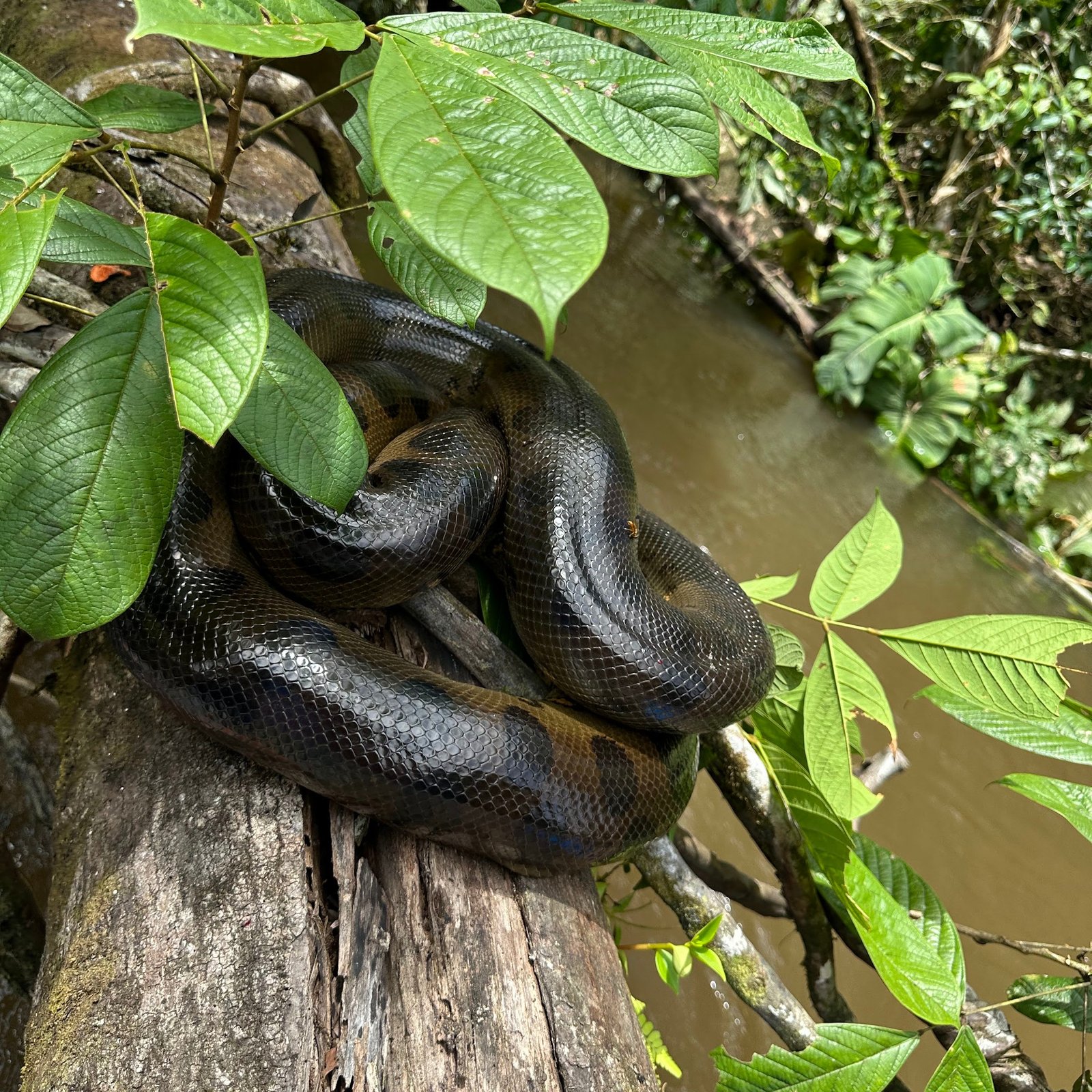 Foto de Fauna Amazónica en Cuyabeno
