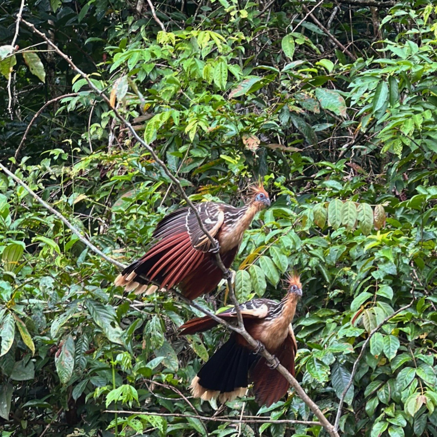 Foto de Fauna Amazónica en Cuyabeno