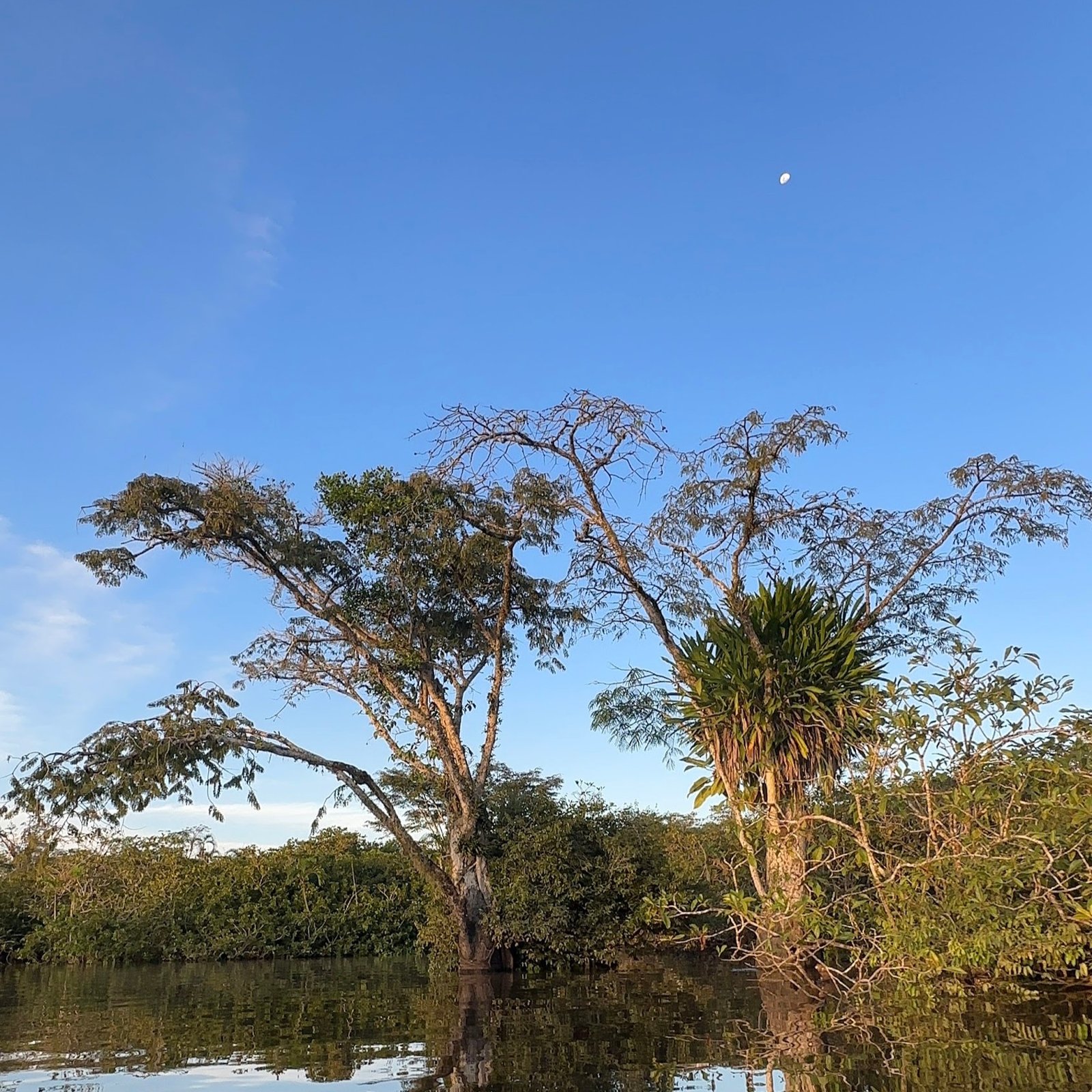 Foto de Fauna Amazónica en Cuyabeno